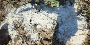 Desactiva Fiscalía General, Alerta Alba Tras Ser Localizada Mujer Reportada Como Desaparecida En Morelia