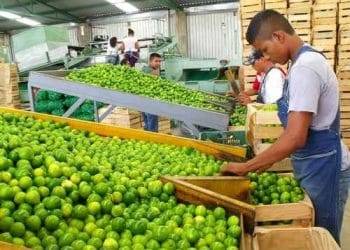 Sanidad vegetal, fundamental para control de plagas en cultivos de cítricos
