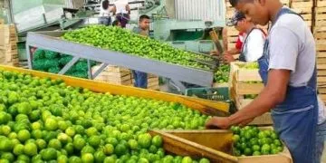 Sanidad Vegetal, Fundamental Para Control De Plagas En Cultivos De Cítricos