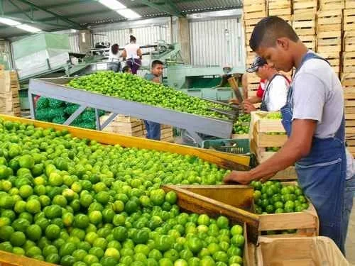 Cierran 30 Empacadoras De Limón En Apatzingán, Así Lo Dio A Conocer La Asociación De Citricultores En Un Comunicado A Través De Sus Redes 22 Sanidad Vegetal, Fundamental Para Control De Plagas En Cultivos De Cítricos