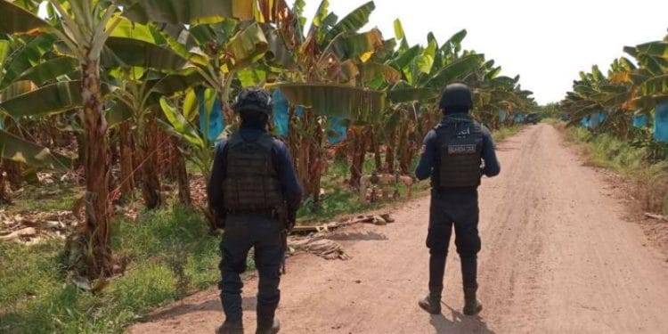 Localizan artefacto explosivo en camino de La Loma de Los Hoyos en Apatzingán 1 Relacionan al «Camaleón» con levantón y asesinato del sobrino de Joan Sebastián