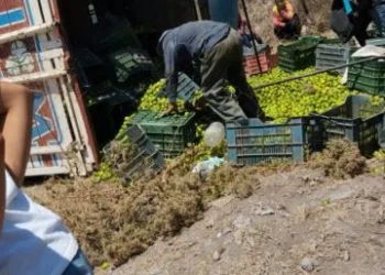 Identifican A Uno De Los Cinco Ejecutados En Un Cerro De Zinapécuaro