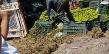 Identifican A Uno De Los Cinco Ejecutados En Un Cerro De Zinapécuaro