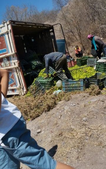 Ocho heridos tras volcadura de camioneta limonera | El Día de Michoacán