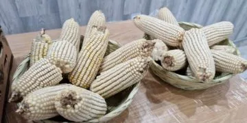 Maices Resistentes A Sequia Y Altas Temperaturas - El Día De Michoacán