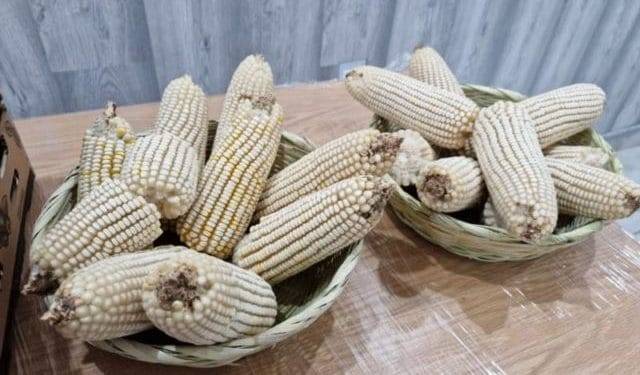 maices resistentes a sequia y altas temperaturas - El Día de Michoacán