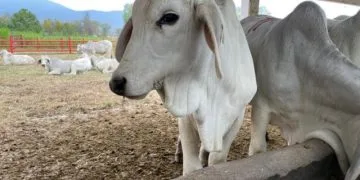 El Voto Es Secreto, Pero Por El Prd No Voy A Votar: Toño Navarrete