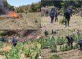 En Huacana, Sedena, Guardia Nacional Y Guardia Civil Localiza Y Destruye Plantío De Marihuana En Zicuirán