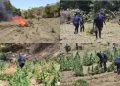 En Huacana, Sedena, Guardia Nacional Y Guardia Civil Localiza Y Destruye Plantío De Marihuana En Zicuirán 31 En Huacana, Sedena, Guardia Nacional Y Guardia Civil Localiza Y Destruye Plantío De Marihuana En Zicuirán