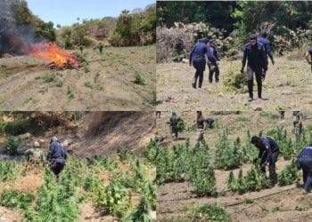 En Huacana, Sedena, Guardia Nacional y Guardia Civil localiza y destruye plantío de marihuana en Zicuirán
