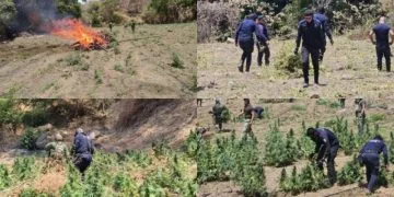 En Huacana, Sedena, Guardia Nacional Y Guardia Civil Localiza Y Destruye Plantío De Marihuana En Zicuirán