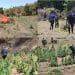 En Huacana, Sedena, Guardia Nacional Y Guardia Civil Localiza Y Destruye Plantío De Marihuana En Zicuirán