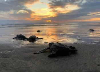 Fiscalía Michoacán, Sede Del Xii Concurso Nacional De Juicios Simulados Entre Fiscalías Mexicanas