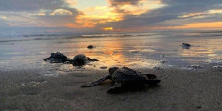 Se liberaron 2.4 millones de crías de tortuga marina en playas de Michoacán 1 Fiscalía Michoacán, sede del XII Concurso Nacional de Juicios Simulados entre Fiscalías Mexicanas