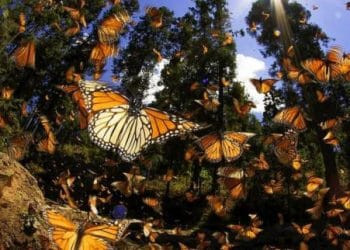 Estas son las 3 migraciones naturales que llegan a Michoacan - El día de Michoacán
