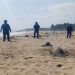 Guardia Civil Protege Arribo De Tortugas Marinas En Aquila 25 Aprueban Ombudspersons Del País, Proponer Creación De Un Sistema Integral De Búsqueda De Violadores De Derechos Humanos
