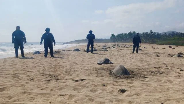 Guardia Civil Protege Arribo De Tortugas Marinas En Aquila 22 Aprueban Ombudspersons Del País, Proponer Creación De Un Sistema Integral De Búsqueda De Violadores De Derechos Humanos