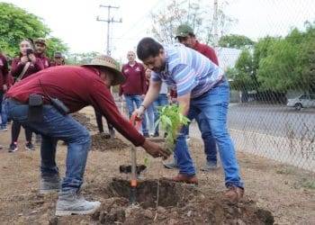 En Apatzingán, gobierno plantan 400 árboles en la Unidad Deportiva