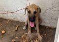Rescata Fiscalía General A Un Ejemplar Canino En Condiciones De Maltrato Animal 3 Rescata Fiscalía General A Un Ejemplar Canino En Condiciones De Maltrato Animal
