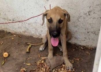 Rescata Fiscalía General a un ejemplar canino en condiciones de maltrato animal