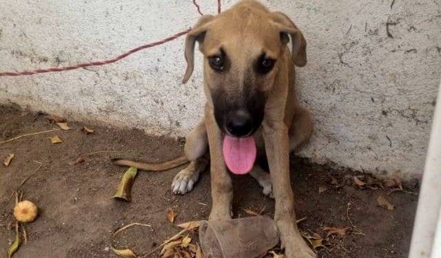 Rescata Fiscalía General a un ejemplar canino en condiciones de maltrato animal