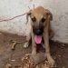 Rescata Fiscalía General A Un Ejemplar Canino En Condiciones De Maltrato Animal 6 Rescata Fiscalía General A Un Ejemplar Canino En Condiciones De Maltrato Animal