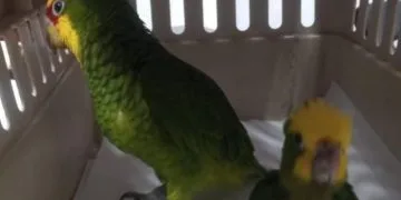 Inicia Fge Carpeta De Investigación Contra Presunto Responsable De Tener 2 Pericos Verdes Si Permiso