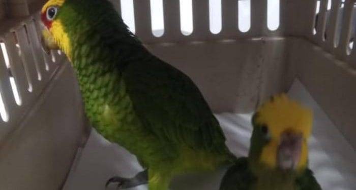 Inicia FGE Carpeta de Investigación contra presunto responsable de tener 2 pericos verdes si permiso