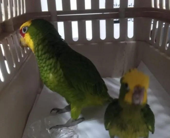 Inicia Fge Carpeta De Investigación Contra Presunto Responsable De Tener 2 Pericos Verdes Si Permiso 19 Inicia Fge Carpeta De Investigación Contra Presunto Responsable De Tener 2 Pericos Verdes Si Permiso