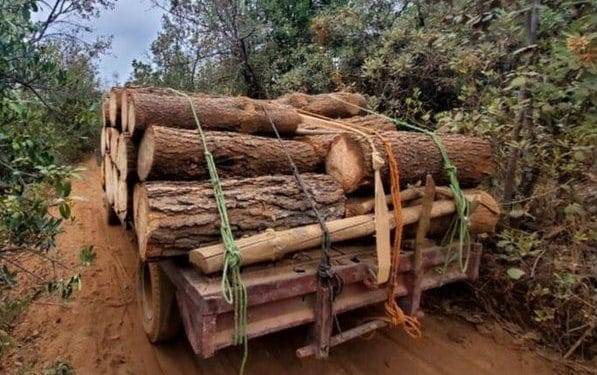Más de un año de prisión por transporte de madera; además deberá reforestar 16 árboles 1 No va a haber nuevos impuestos: Claudia Sheinbaum