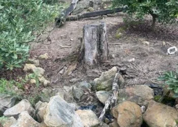 Proyectan Liberar 2 Millones De Tortugas Marinas