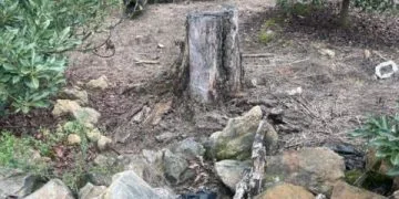 Proyectan Liberar 2 Millones De Tortugas Marinas