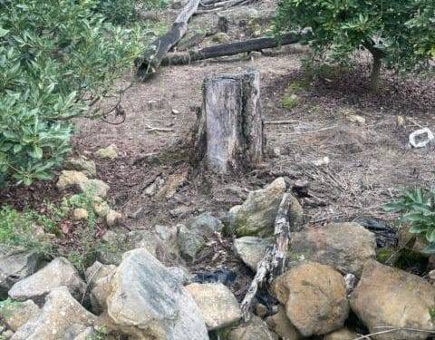 Ejecuta FGE cateo en el municipio de Tacámbaro y asegura predio relacionado en delitos contra el ambiente; se detectó plantación de aguacate 1 Proyectan liberar 2 millones de tortugas marinas
