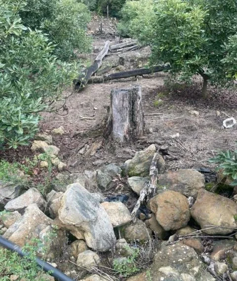 Ejecuta Fge Cateo En El Municipio De Tacámbaro Y Asegura Predio Relacionado En Delitos Contra El Ambiente; Se Detectó Plantación De Aguacate 19 Ejecuta Fge Cateo En El Municipio De Tacámbaro Y Asegura Predio Relacionado En Delitos Contra El Ambiente; Se Detectó Plantación De Aguacate