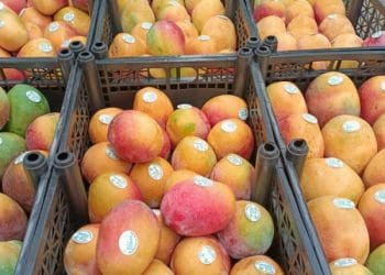 Michoacán ha exportado más de 70 mil toneladas de mango