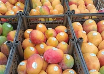 Michoacán Ha Exportado Más De 70 Mil Toneladas De Mango