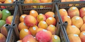 Michoacán Ha Exportado Más De 70 Mil Toneladas De Mango 24 Michoacán Ha Exportado Más De 70 Mil Toneladas De Mango