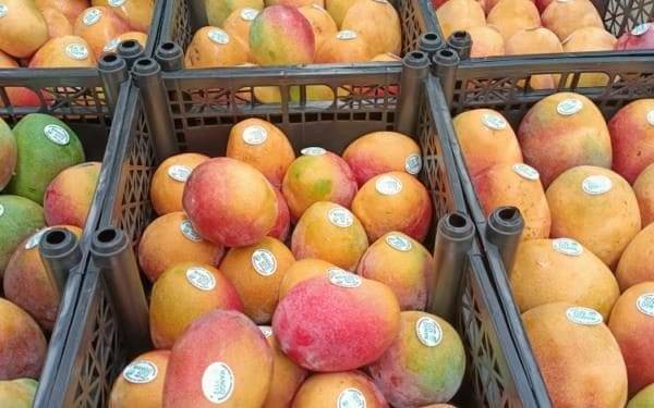 Michoacán ha exportado más de 70 mil toneladas de mango