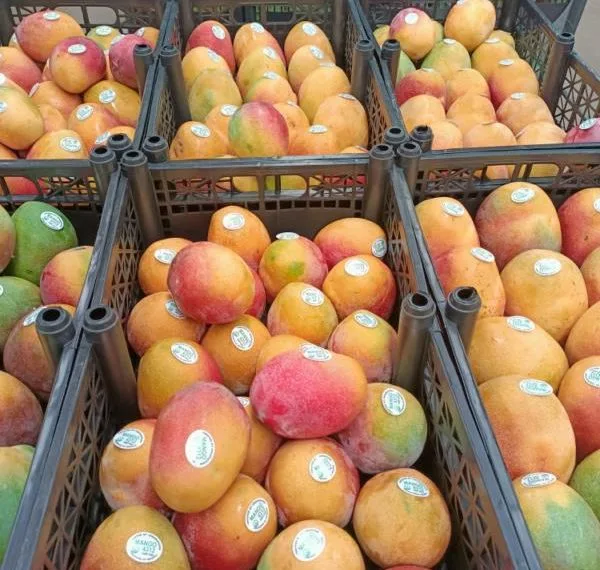 Michoacán Ha Exportado Más De 70 Mil Toneladas De Mango 19 Michoacán Ha Exportado Más De 70 Mil Toneladas De Mango