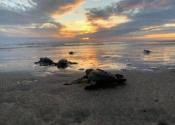 Proyectan Liberar 2 Millones De Tortugas Marinas