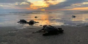 Proyectan Liberar 2 Millones De Tortugas Marinas