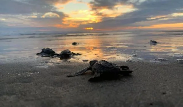 Proyectan Liberar 2 Millones De Tortugas Marinas