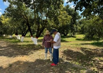 Sedeco multa a 2 empresas aguacateras