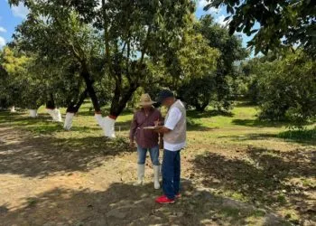 Sedeco Multa A 2 Empresas Aguacateras