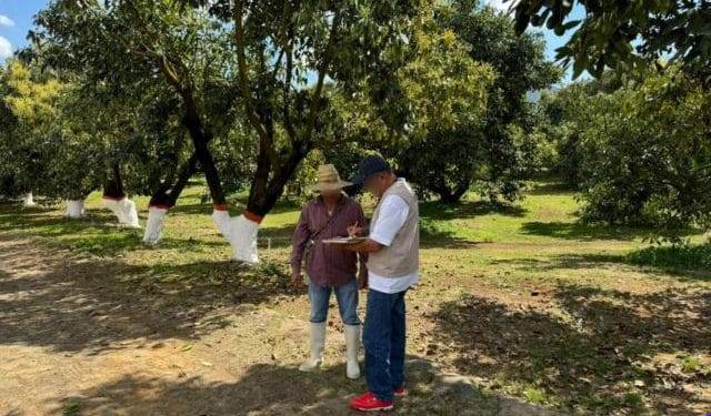 Sedeco multa a 2 empresas aguacateras