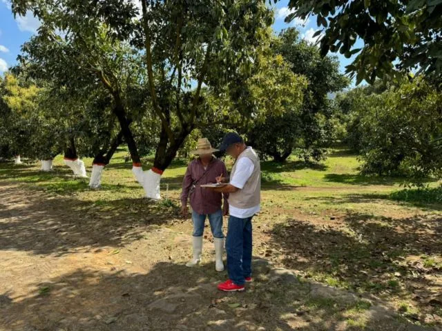 Sedeco Multa A 2 Empresas Aguacateras 22 Sedeco Multa A 2 Empresas Aguacateras