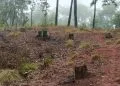 Juez Condena A Reforestar 950 Árboles A 5 Personas Que Derribaron Arboles 29 Cumplimenta Fge Orden De Cateo En Predio Relacionado En Delitos Contra El Ambiente