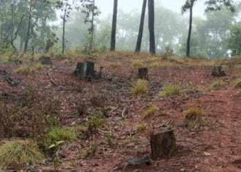 Cumplimenta FGE orden de cateo en predio relacionado en delitos contra el ambiente