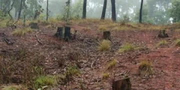 Cumplimenta Fge Orden De Cateo En Predio Relacionado En Delitos Contra El Ambiente