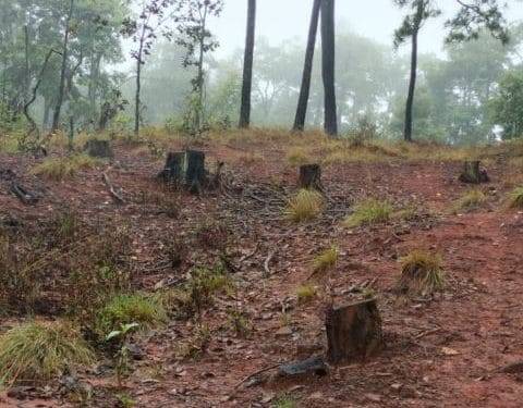 Juez condena a reforestar 950 árboles a 5 personas que derribaron arboles 1 Cumplimenta FGE orden de cateo en predio relacionado en delitos contra el ambiente